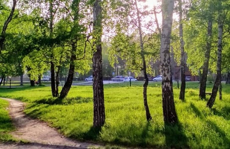 Shade-Area-Grass-Seed-Mix